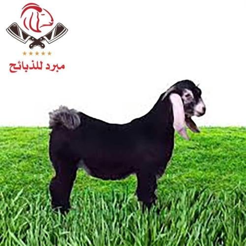 تيس سوداني شبيه العارضي وسط من ١٠إلى ١٢ ك