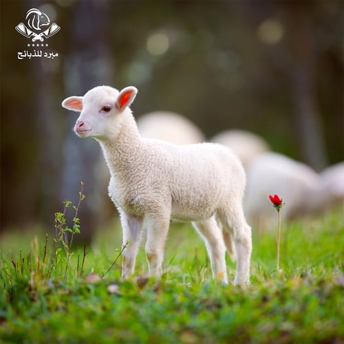 طلي روماني صغير مبرد من9 إلي 10 كيلو