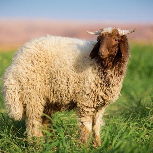 خروف اضحيه نعيمي وسط