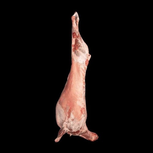 تيس حبشي مبرد وسط من 11 الى 12 كيلو