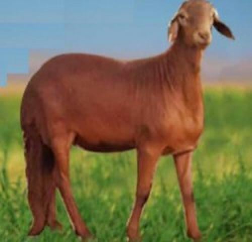 خروف سواكني وسط اضحية