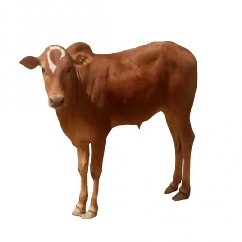 عجل كامل كبير من ٥٥ الى ٧٥ كيلو