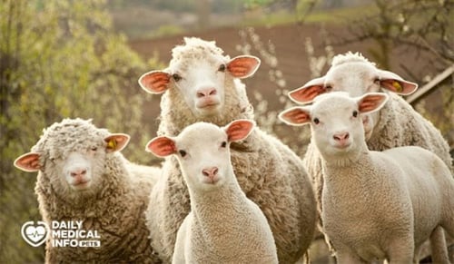 خروف اسباني من 13 الى 15 كيلو مع الرأس و الأحشاء