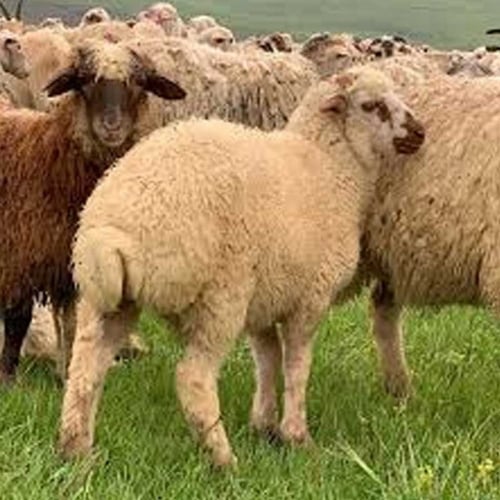 نعيمي جورجي هرفي من 11 الى 12 كيلو