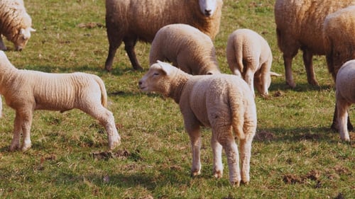 خروف اسباني هرفي من 11 الى 12 كيلو مع الرأس و الأح...