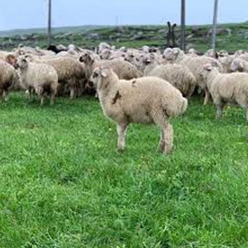 نعيمي جورجي هرفي من 11 الى 12 كيلو