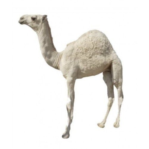 حاشي بلدي 11 كيلو