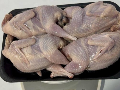 سمان مبرد 650 جم ± 4 طيور جامبو