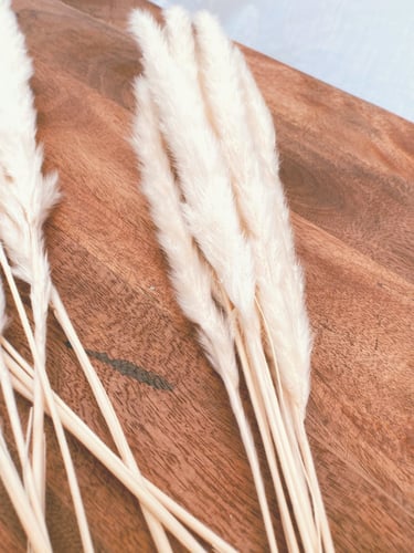 مجموعة اغصان بامباس صغير لون ابيض