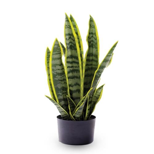 شجرة جلد النمر صغيرة عدد الورق 14