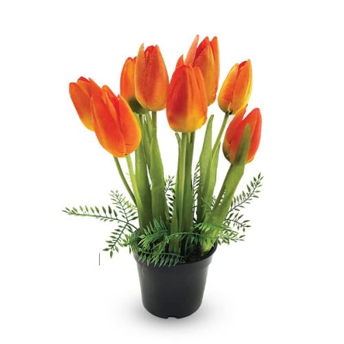 شجرة التيوليب