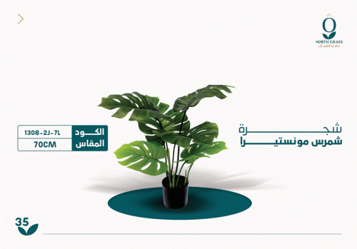 شجرة شمرس مونستيرا 70 سم