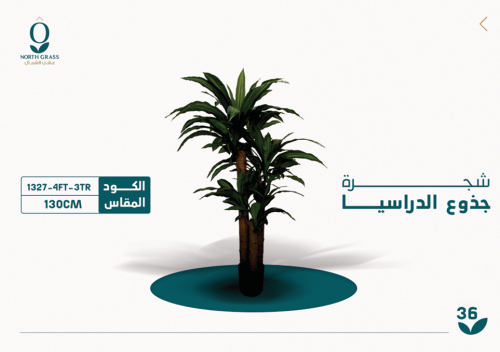 شجرة جذوع الدراسيا 130 سم