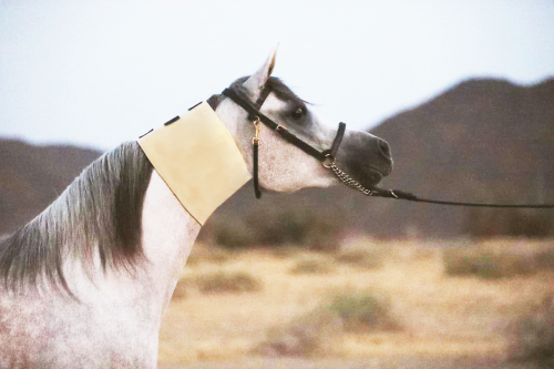 عراقة مذبح تشغيل Throat Sweats