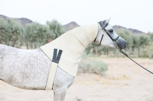 عراقة رقبة كتف صدر Full Neck Sweat white