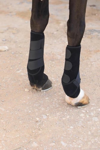 لطاشة امامية Equine Support Boots