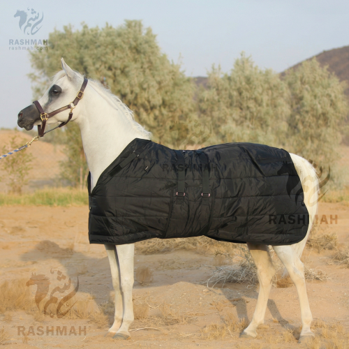 بطانية المربعانية ثقيلة MB Cutback Bellyband Heavy...