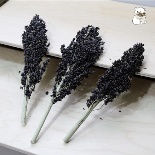 سورغم اسود عضوي