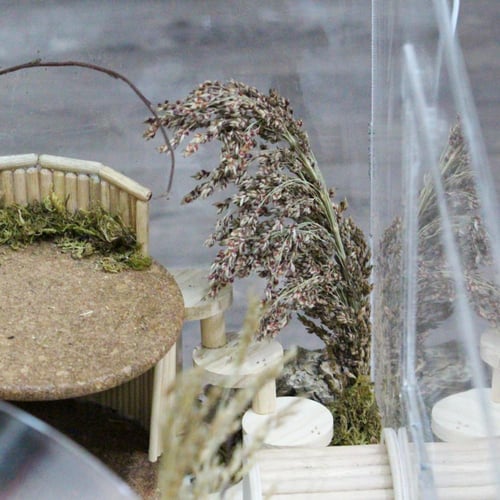 سنابل عشبة السودان