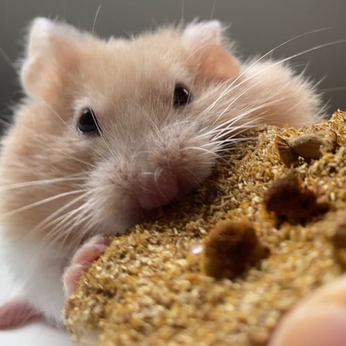 مكافأة زهرة البابونج والكتان