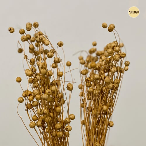 سنابل الكتان