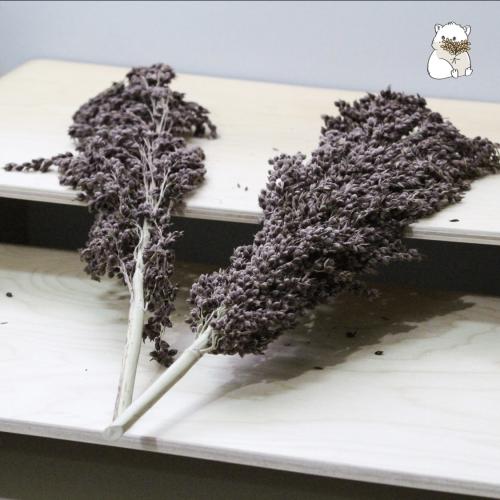 سنابل عشبة السودان