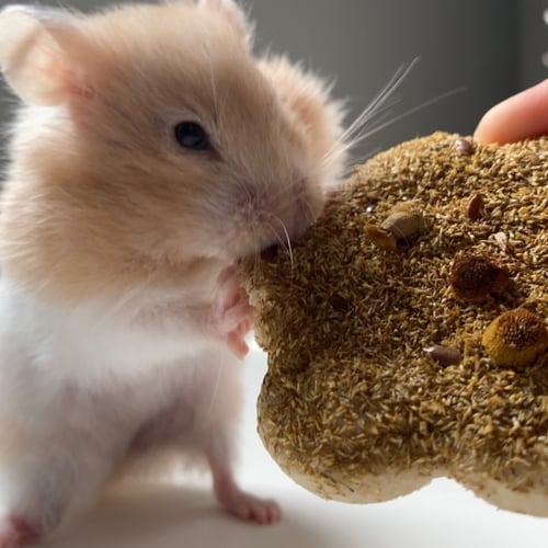 مكافأة زهرة البابونج والكتان