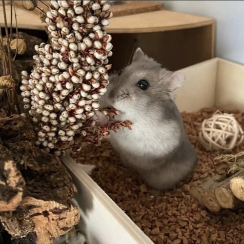 سورغم ابيض عضوي