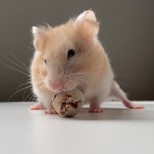 مكافأة الورد الاحمر وبذور القرع