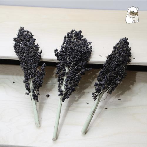 سورغم اسود عضوي