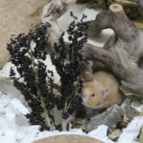 سورغم اسود عضوي