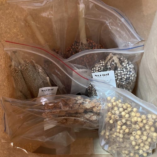 مجموعة السنابل