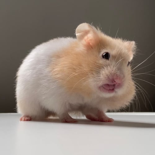 مكافأة الورد الاحمر وبذور القرع