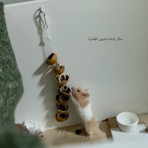 جوز عين الجمل