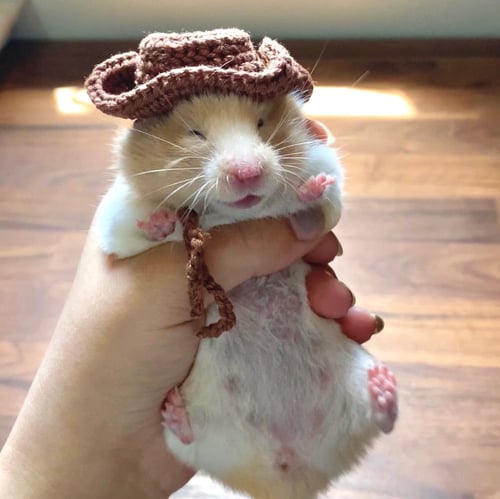 قبعات صغيرة لحيوان الهامستر