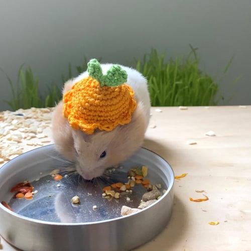 قبعات صغيرة لحيوان الهامستر