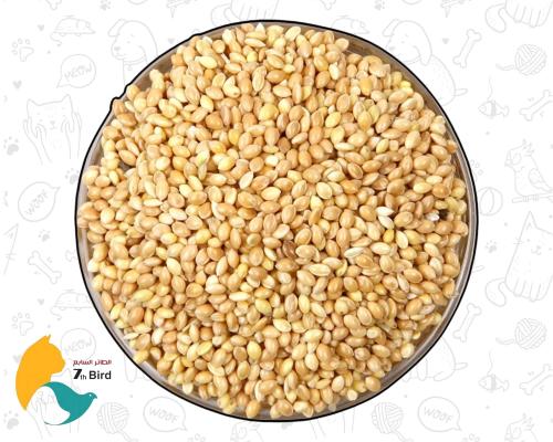 بذور الدخن الصفراء للطيور والببغاءات من سيفن بيرد...