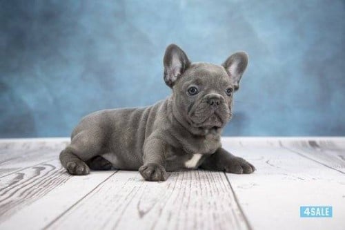 فرينش بولدوغ French Bulldog انثى العمر 100يوم مع ش...