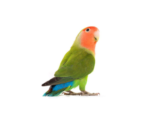 طائر الروز مع قفص و كيلو طعام