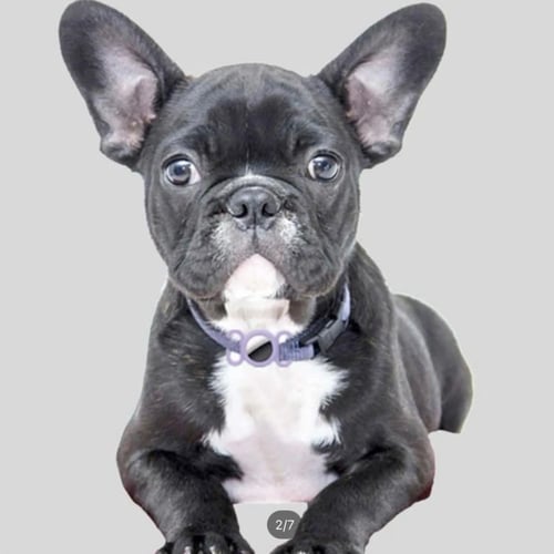 طوق حماية بطاقة تعريف حيوان اليف الوان مختلفة من س...