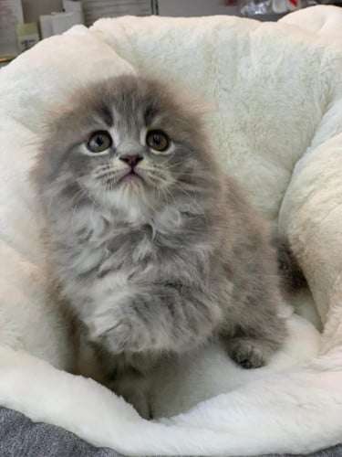 قطط شيرازي العمر شهرين