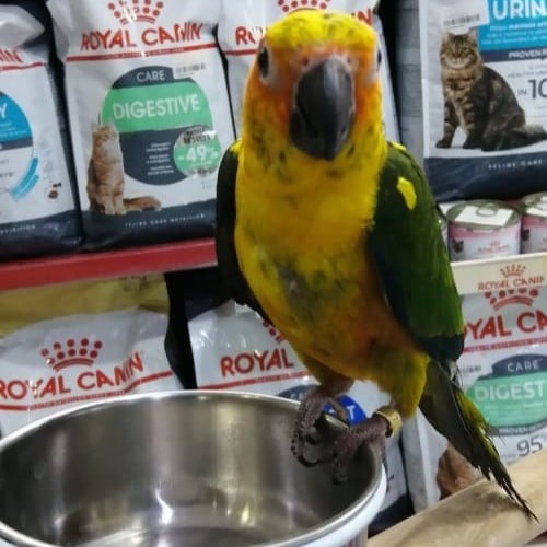 ببغاء كنيور