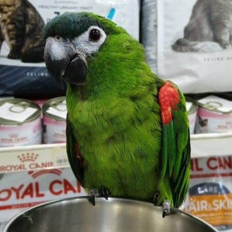 ببغاء ميني مكاو