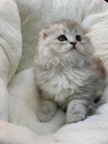 قطط شيرازي العمر شهرين