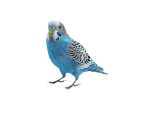 طائر البادجي العادي غير الأليف