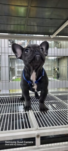 فرينش بولدوغ French Bulldog انثى العمر 100يوم مع ش...