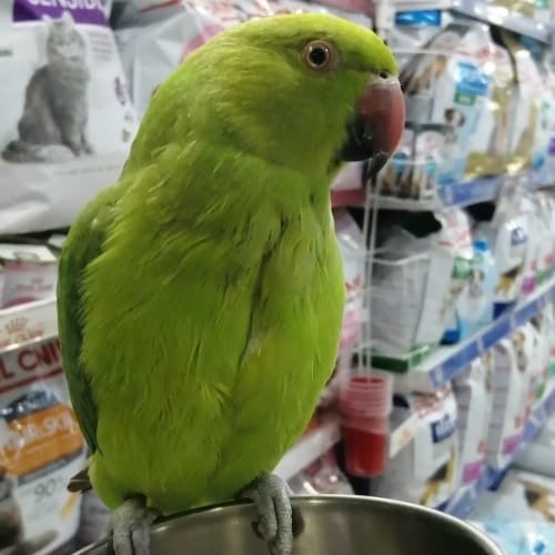 ببغاء الدرة