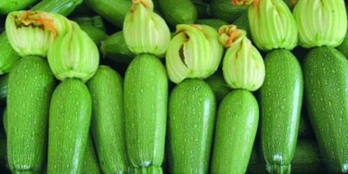 بذور كوسة صغيره