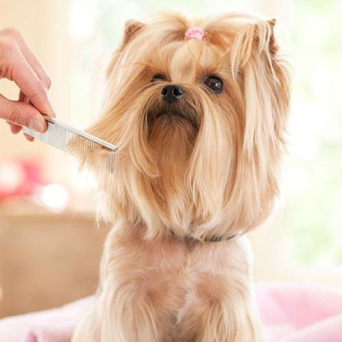 PUPPY SHAMPOO AND HAIR TRIMMING