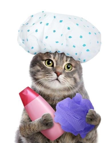 KITTEN MEDICATED SHAMPOO